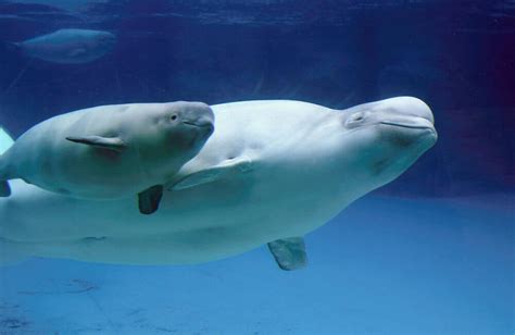 Are Beluga Whales Endangered Nerdy Caterpillar