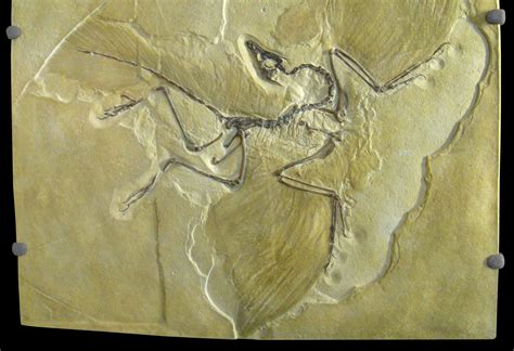 Archaeopteryx Natuurwijzer