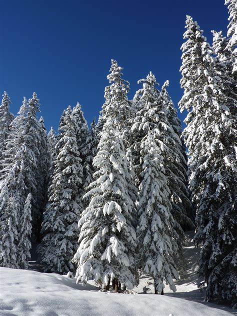 무료 이미지 경치 자연 분기 감기 산맥 상록수 날씨 눈이 내리는 전나무 시즌 구과 식물 가문비 겨울 꿈