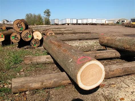 Hickory Logs Kretz Lumber