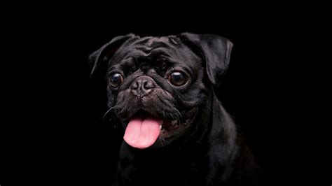 Download Wallpaper 1920x1080 Pug Dog Pet Protruding Tongue Black