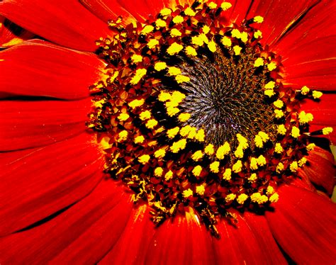 Red Sunflower Garden Flower Sunflower Outdoors Closeup Nature