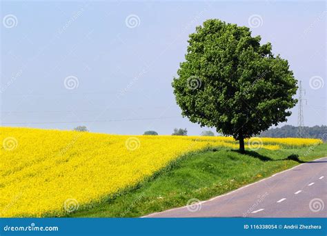 Yellow Field And A Roadside Tree Stock Photo Image Of Background