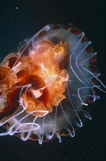 Compass Jellyfish Chrysaora Hysoscella Glowing Night Editorial Stock