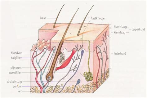 De Huid Uitleg Over De Anatomie En Functies Huidtotaal