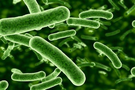 Bakteri Nedir Bakterilerin Özellikleri Ve Çeşitleri Nelerdir Ceotudent