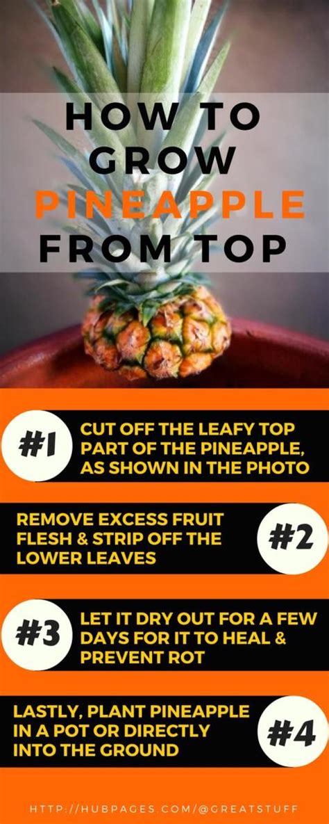 How To Plant And Grow Pineapple Top In 4 Easy Steps With Photos Dengarden