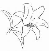 Lily Coloring sketch template
