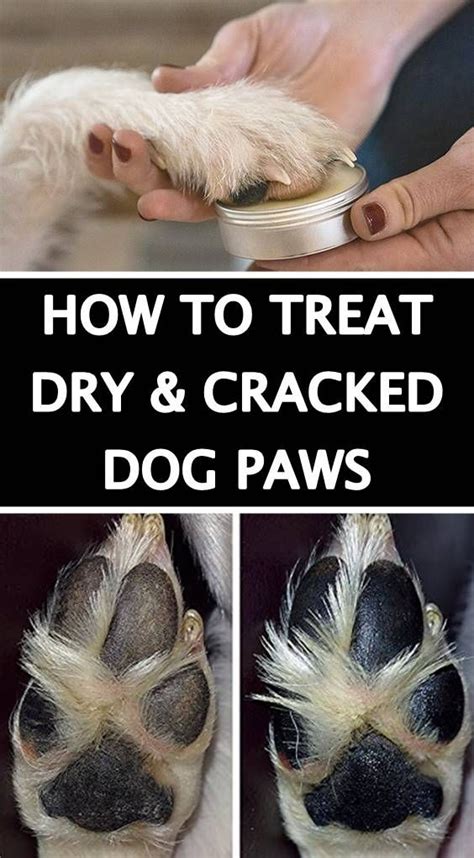 How To Care For Your Dogs Dry And Cracked Paws Dry Dog Paws Dog Paw