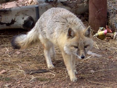 Swift Fox Wikipedia
