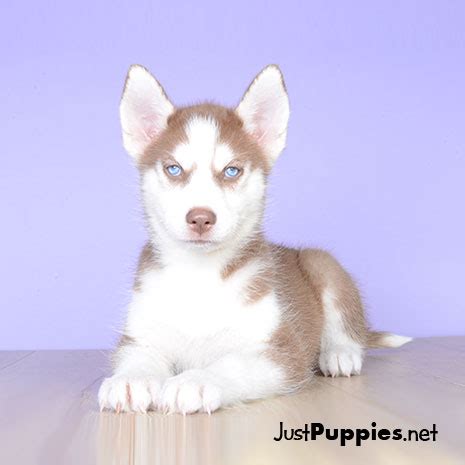 Thank you for your interest in adopting from husky haven of florida! Puppies for Sale - Orlando FL - Justpuppies.net