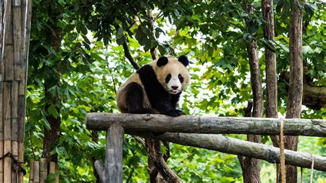 Live A Virtual Encounter With The Giant Pandas The Global Herald