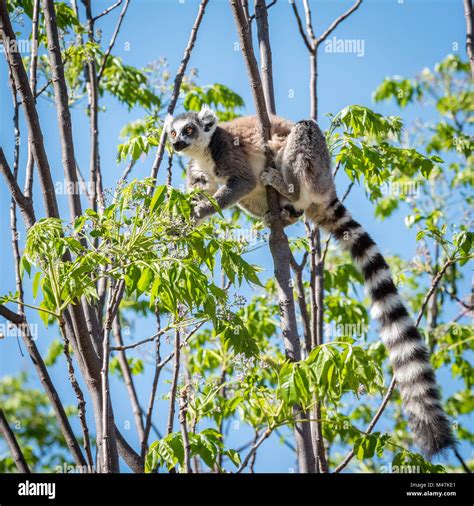 Ring Tailed Lemur Madagascar Stock Photo Alamy