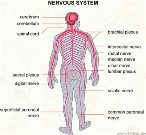 10 Interesting Nervous System Facts My Interesting Facts