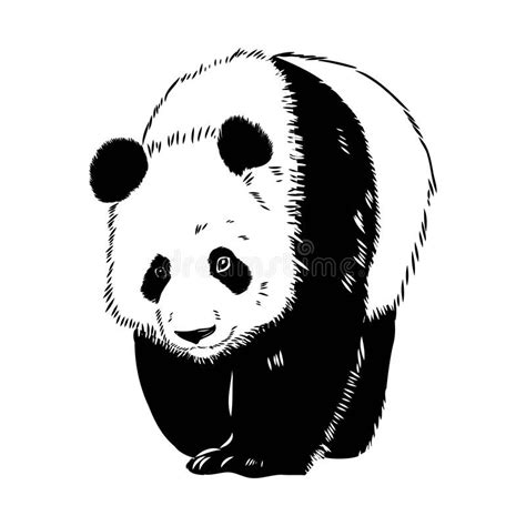 Vector Realistic Sketch Of Panda Figure In Full Length Hand Drawn