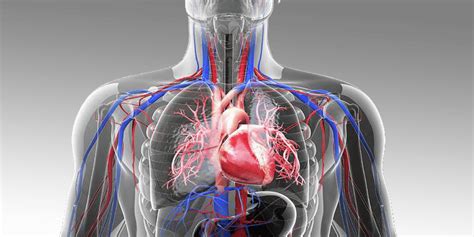 Cardiovascular System Biologically