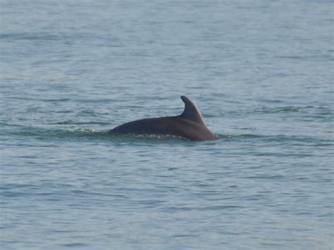 Gallery Black Sea Bottlenose Dolphin Tursiops Truncatus Ponticus