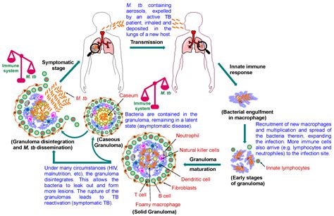 Ijms Free Full Text Tuberculosis Pathogenesis Current Treatment