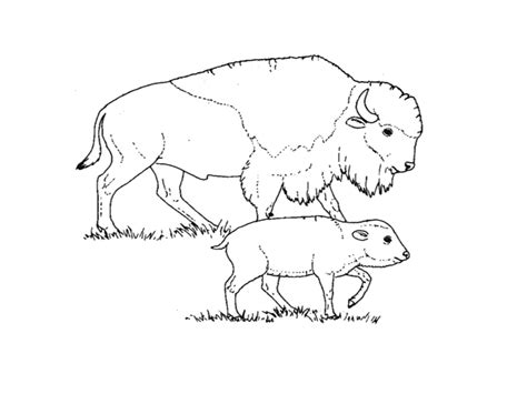 Realistic american bison coloring page print. Bison Coloring Pages For Kids | Realistic Coloring Pages