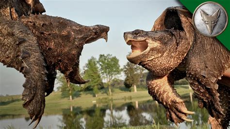 Brave Wilderness Alligator Snapping Turtle Vs Common Snapping Turtle