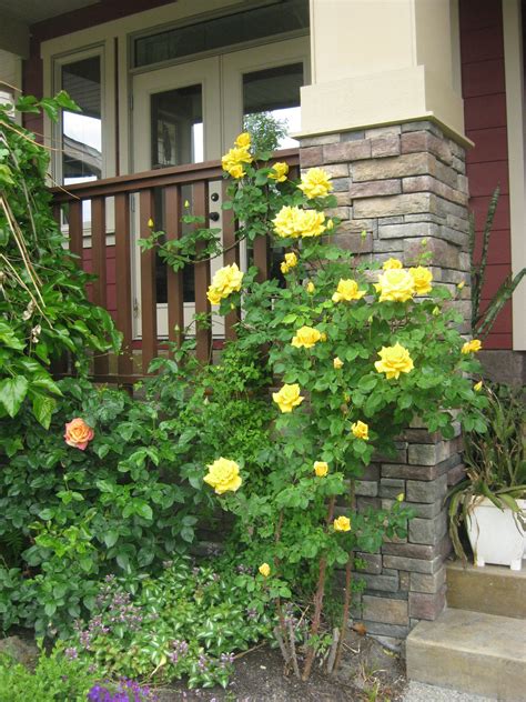 And I Love This One Climbing Yellow Rose Bush We Have These In Our