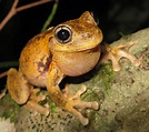 Peron's tree frog - Wikipedia