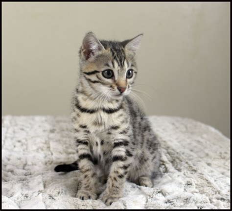 Bengal Kittens Oklahoma