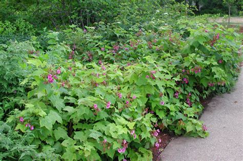 If your plant is bare root, b efore planting, shake the packaging material off the roots and then soak the roots in a bucket of water for several hours before planting. Plant profile: Purple Flowering Raspberry, a summer beauty