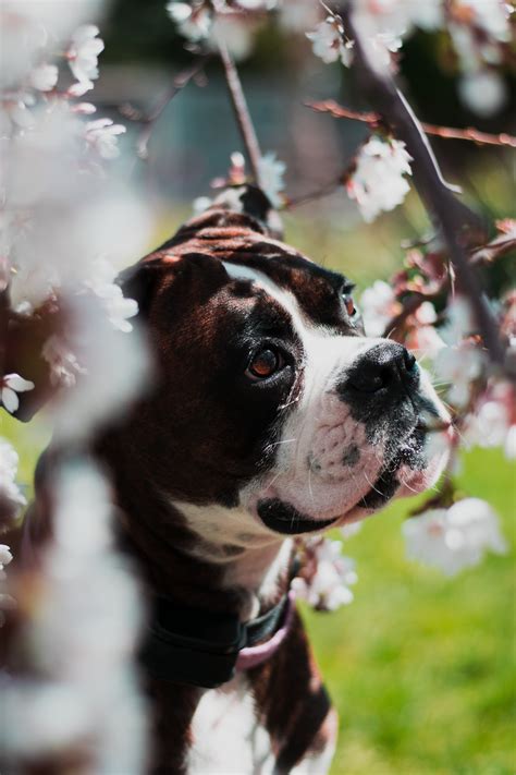 The 115 Most Popular Boxer Names The Dog People
