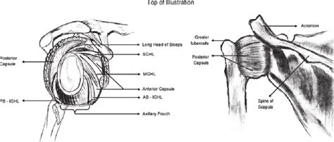 Anatomy Of The Glenohumeral Joint AB IGHL Anterior Band Of Inferior