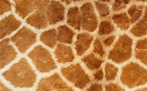 Animal Pattern Wallpapers Top Free Animal Pattern Backgrounds