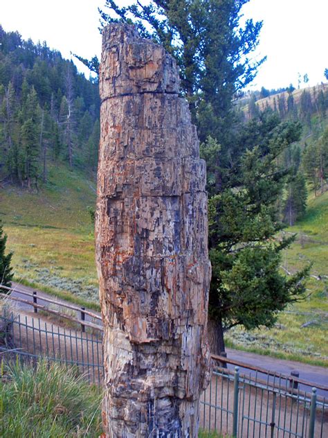Petrified Tree Lost Lake Trail Yellowstone National Park Wyoming
