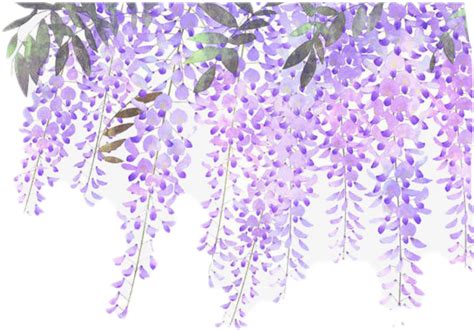 Wisteria Flowers Vines Purple Sticker By Victorynsurrender