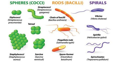Classification Of Bacteria On The Basis Of Shape Bacteria Shapes
