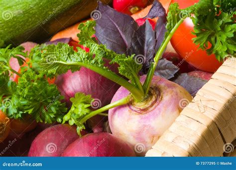 Fresh Beautiful Vegetables Stock Image Image Of Basil Onion 7377295