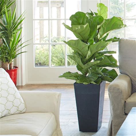 3 Easy To Grow Tropical Indoor Trees Diy