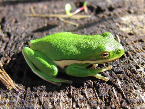 10 Interesting Facts About American Green Tree Frogs