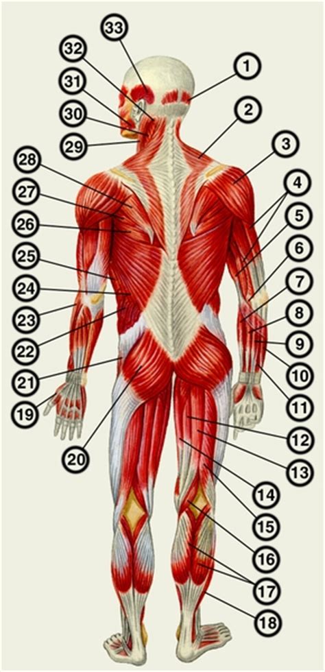Мышцы человека (вид сзади) - М - Медицинская библиотека