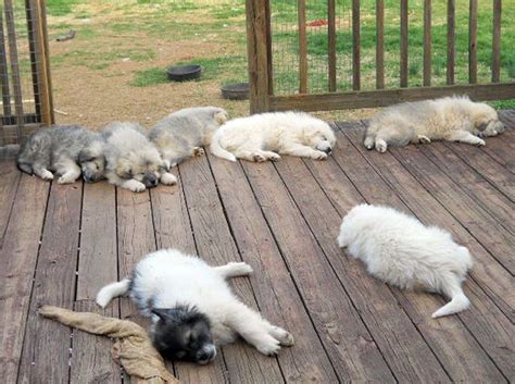 Maybe you would like to learn more about one of these? puppies | virtualfluffies | Puppies, Great pyrenees, Cute ...