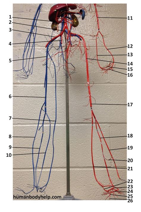 Arteries, arterioles, capillaries, venules, and veins. Wire Blood Vessel Model Lower - Human Body Help