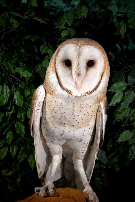 barn owl lafayette in official website