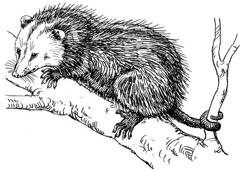 Opossum Drawing Sketch Coloring Page