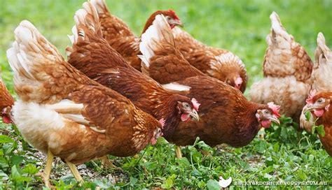Isa Brown Chicken Breed Profile Hot Press Releases
