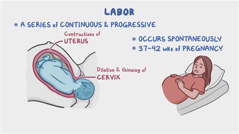 Stages Of Labor Nursing Osmosis Video Library