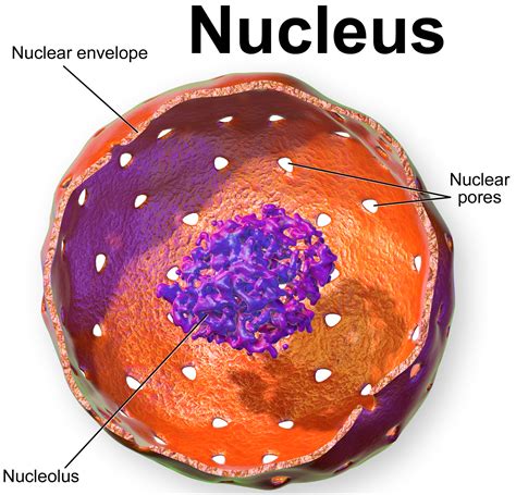 Check spelling or type a new query. 2424 - Anatomy & Physiology Bi 215 with Koazar at Ursuline ...