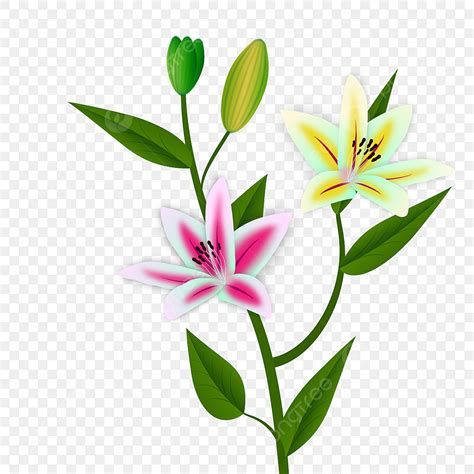 Colorul Lily Flower Vector Lily Flower Flower Flower Vector Png And