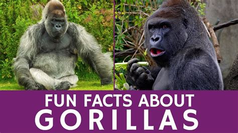 Interesting Facts About Gorillas For Educators And Apes Video For