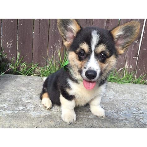 If you live in another part of the country and are interested in pembroke welsh corgi rescue please go to our links page to find a corgi club near you. Cuinn~ Welsh Corgi puppy (On Trial 30/4/16) - Small Male ...