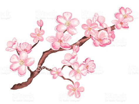 Watercolor Branch Blossom Sakura Cherry Tree With Flowers Illustration