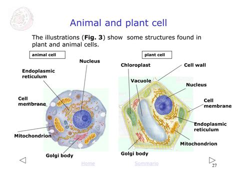 Animal cells do have vacuoles, but they are smaller, larger in number (plant cells usually have just one or a few large vacuoles) and serve a somewhat different purpose than those of plants. PPT - The cell PowerPoint Presentation, free download - ID ...